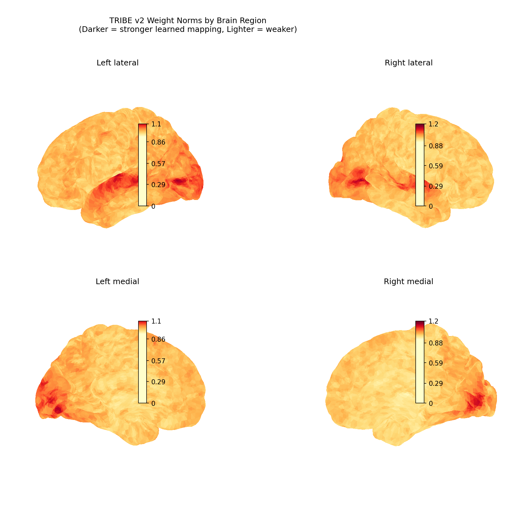 brain-encoding-fig2-weight-norms.png
